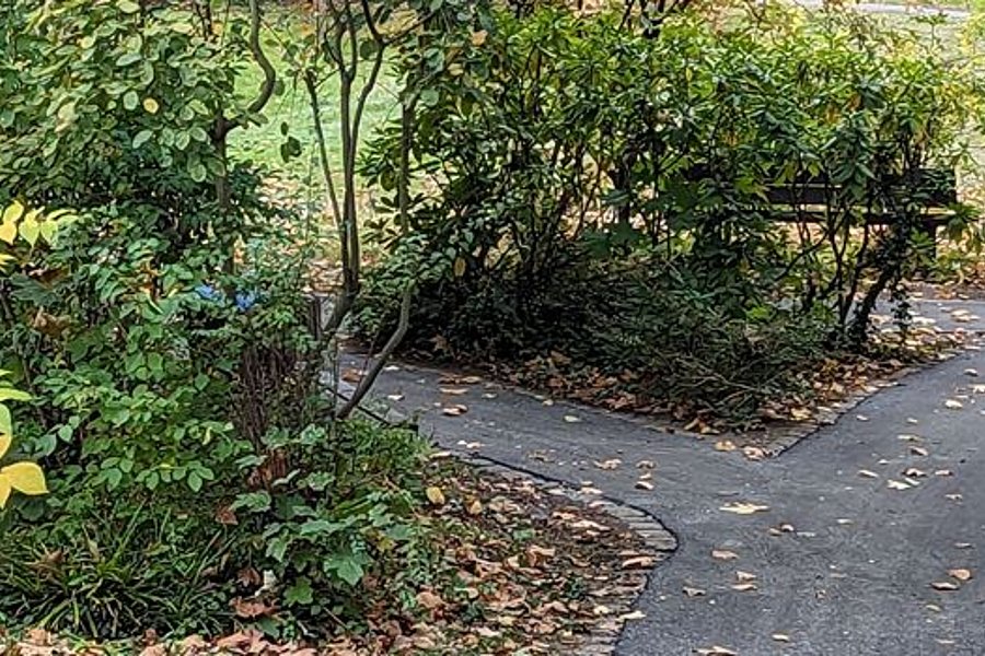 Zwei sich gabelnde Wege in einem Park mit Bäumen, Sträuchern und einem Mülleimer am rechten Weg.